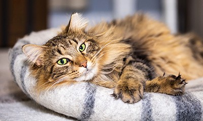 Early Detection Services