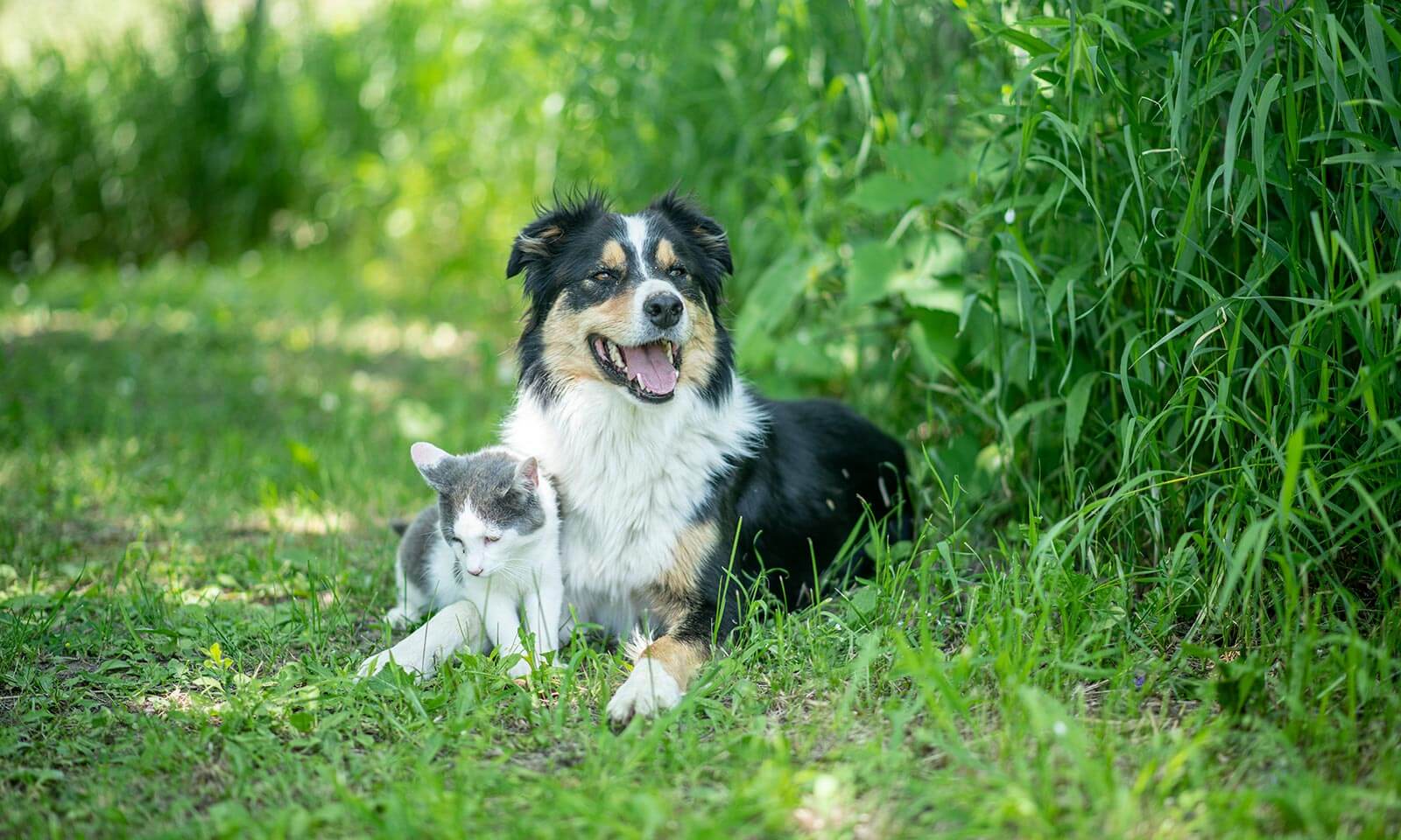 A border collie and cat outdoors