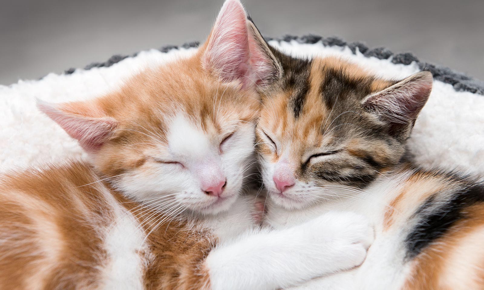 Kitties sleeping